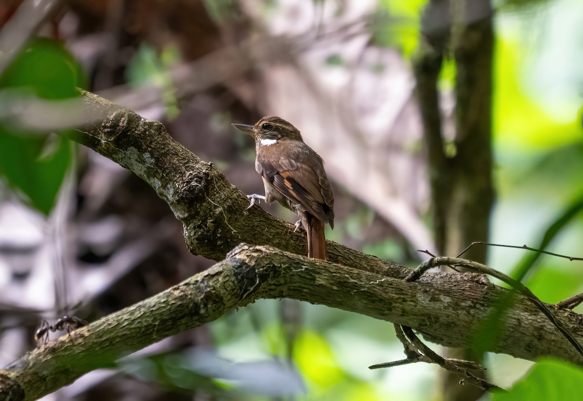 Amazonian Plain-Xenops - ML643186672
