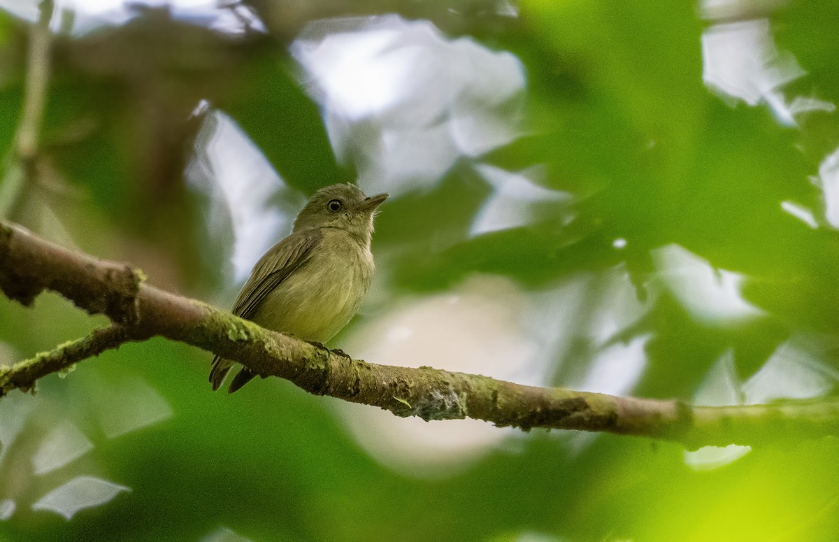 Dwarf Tyrant-Manakin - ML643186673