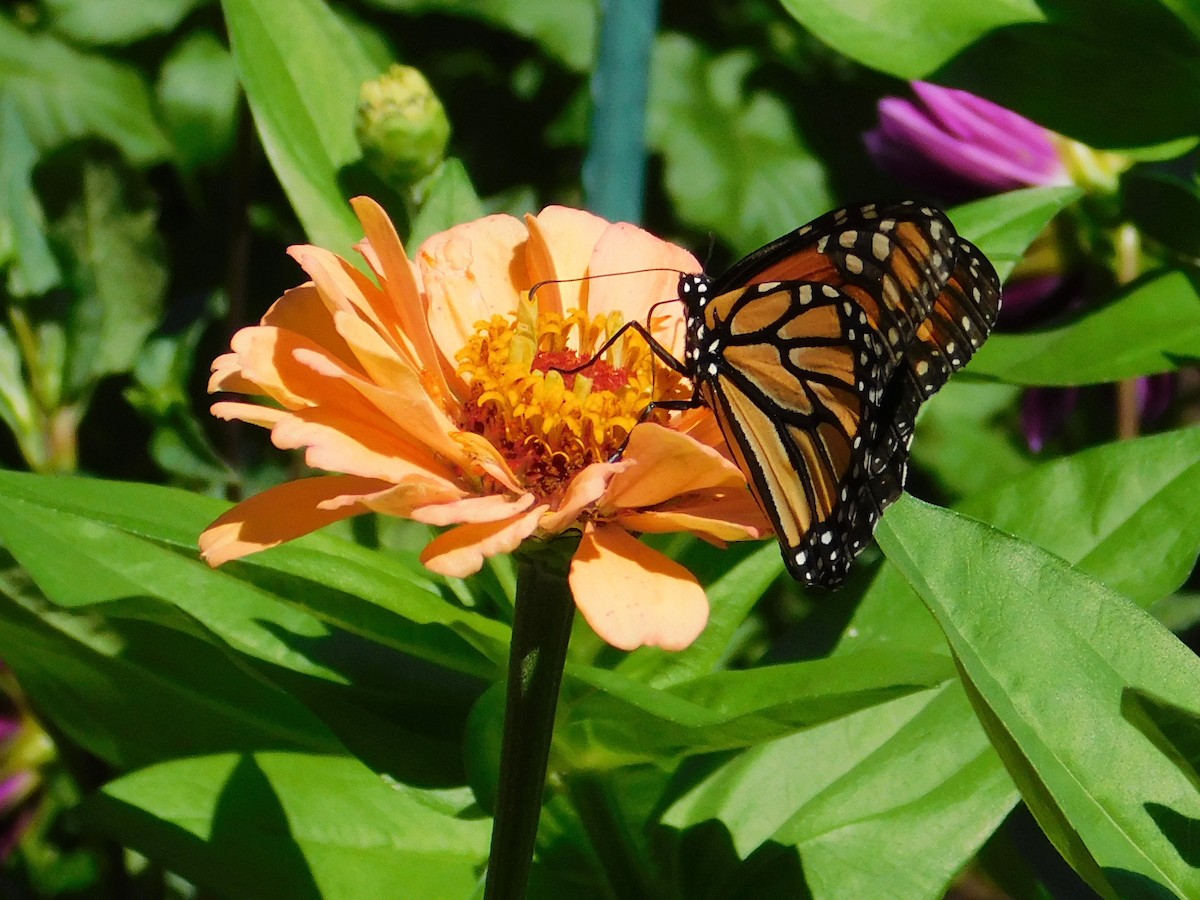 Monarch - ML643186675