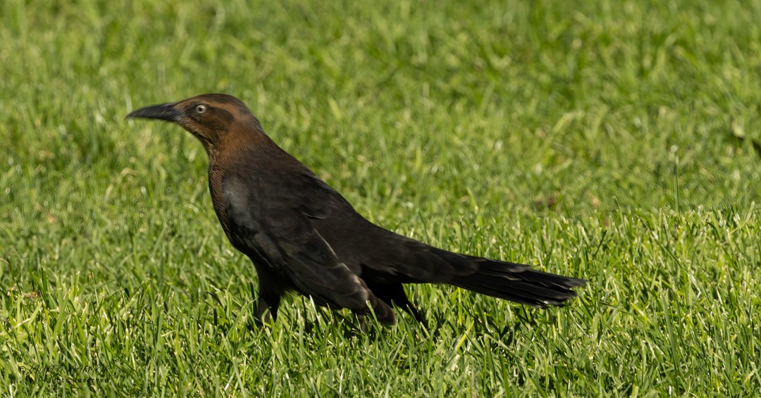 Great-tailed Grackle - ML643186681