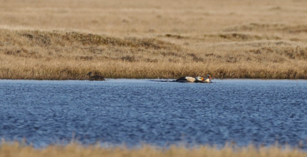 King Eider - ML643186704