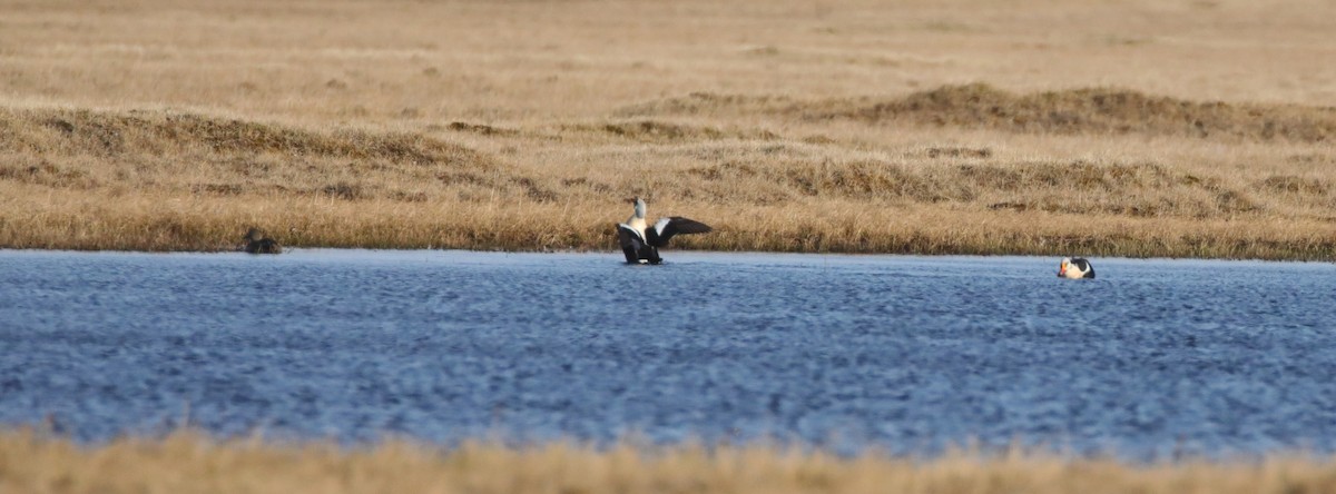 King Eider - ML643186707
