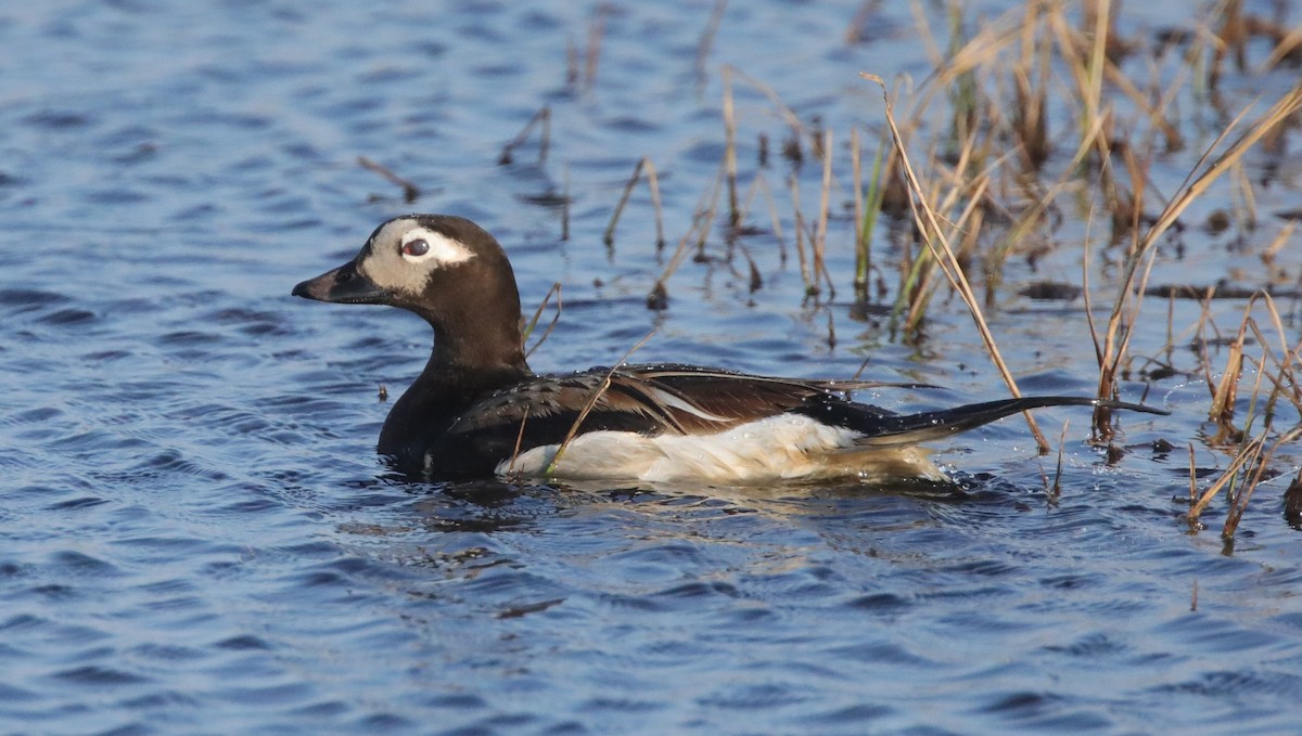 Long-tailed Duck - ML643186708