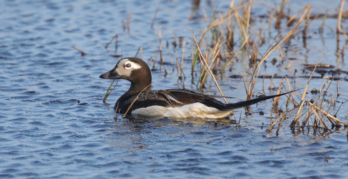 Long-tailed Duck - ML643186710