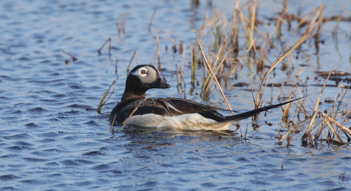Long-tailed Duck - ML643186711