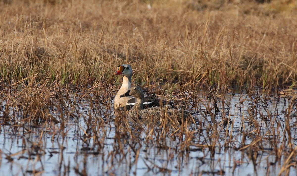 King Eider - ML643186714
