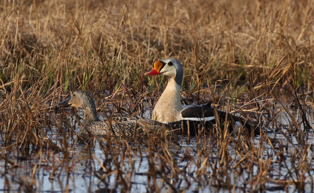 King Eider - ML643186715