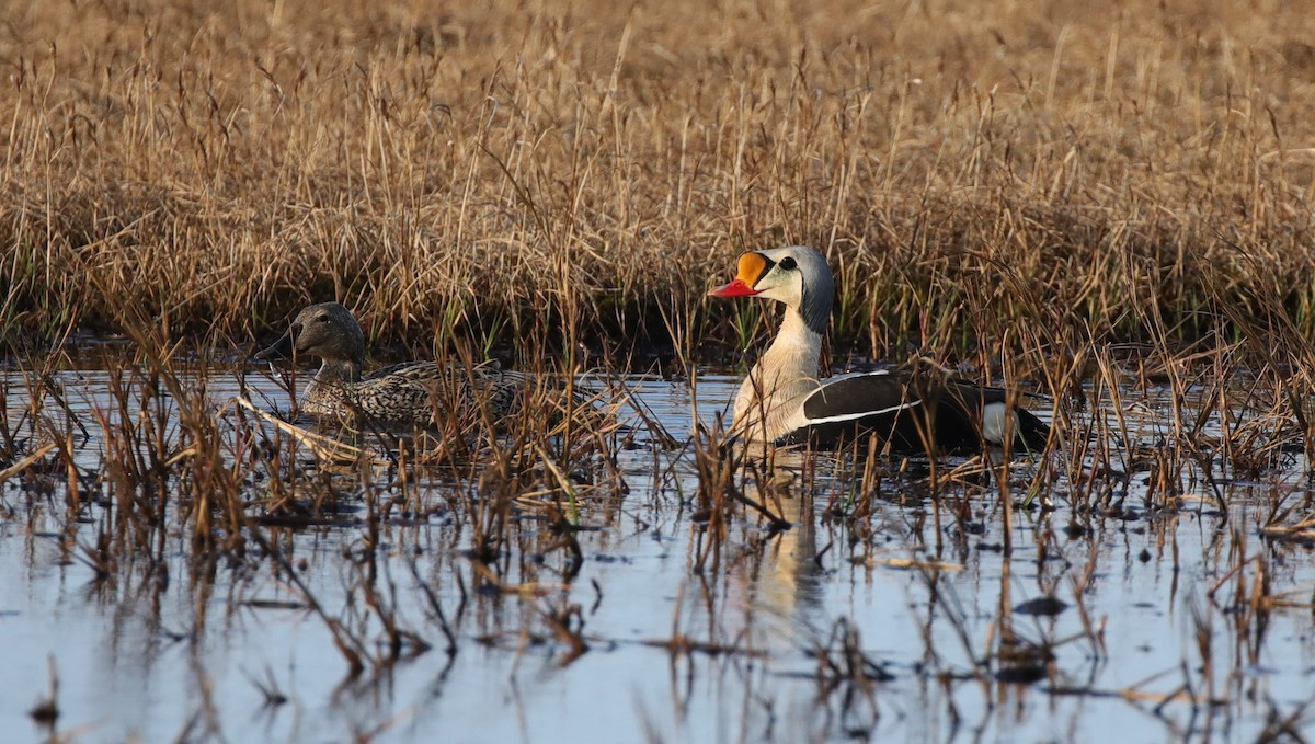 King Eider - ML643186716