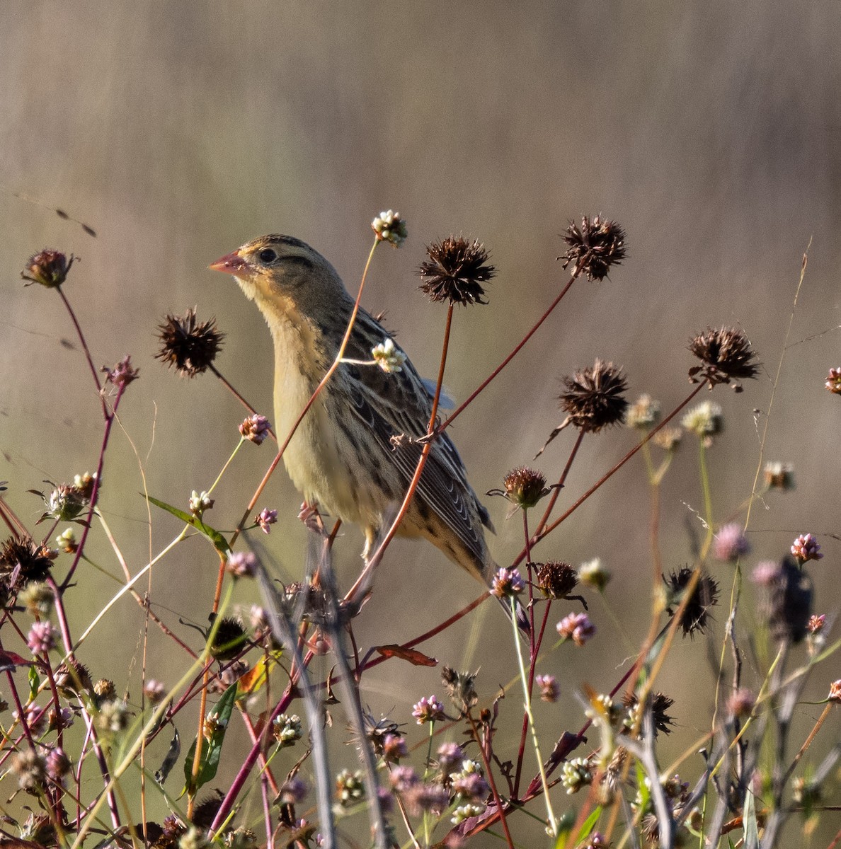 Bobolink - ML643186719