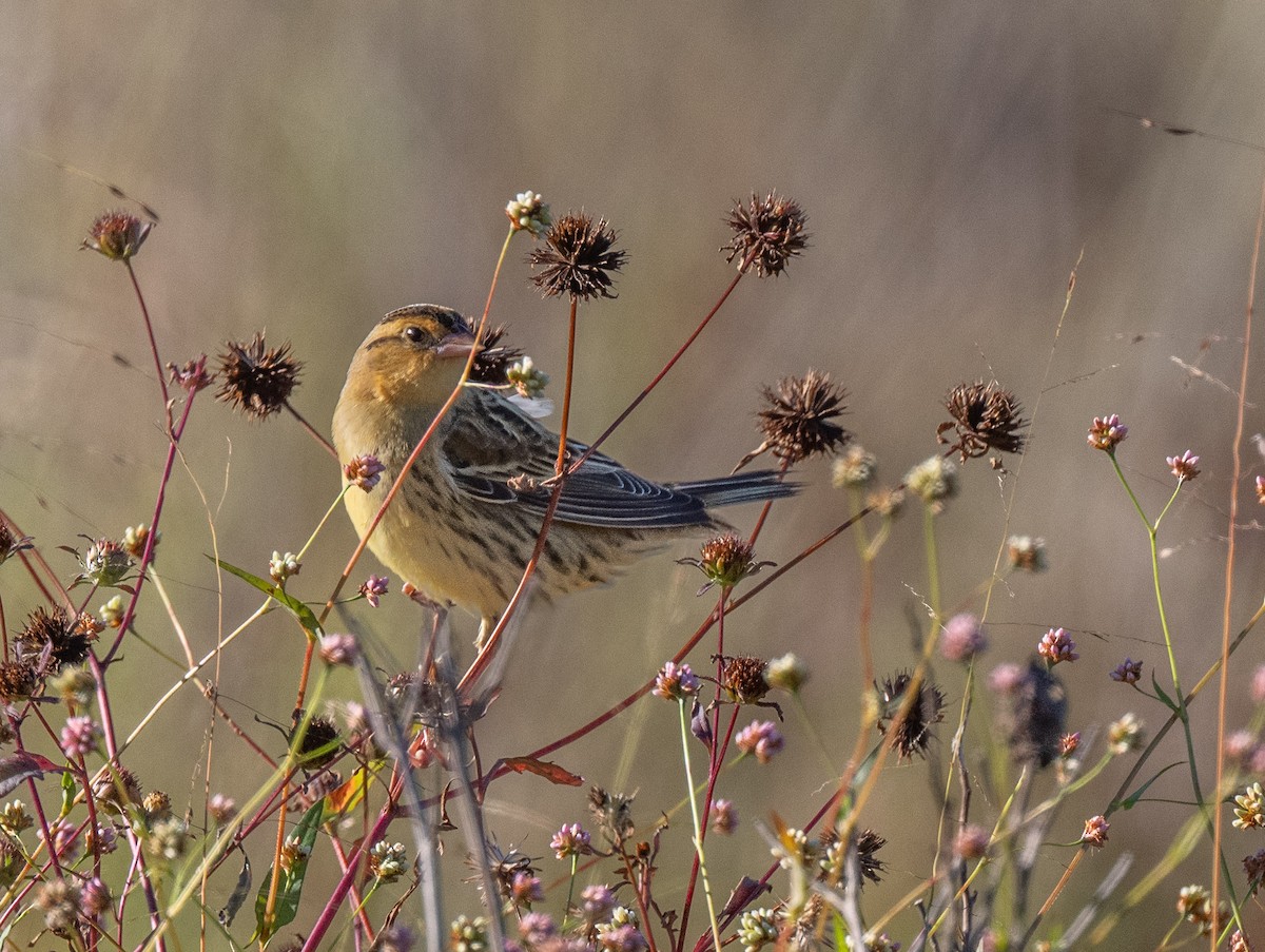 Bobolink - ML643186720