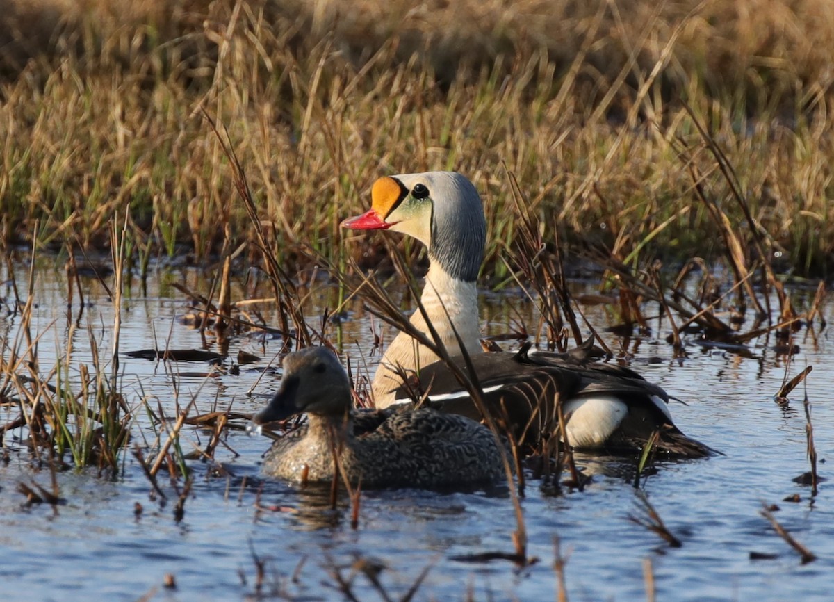 King Eider - ML643186723