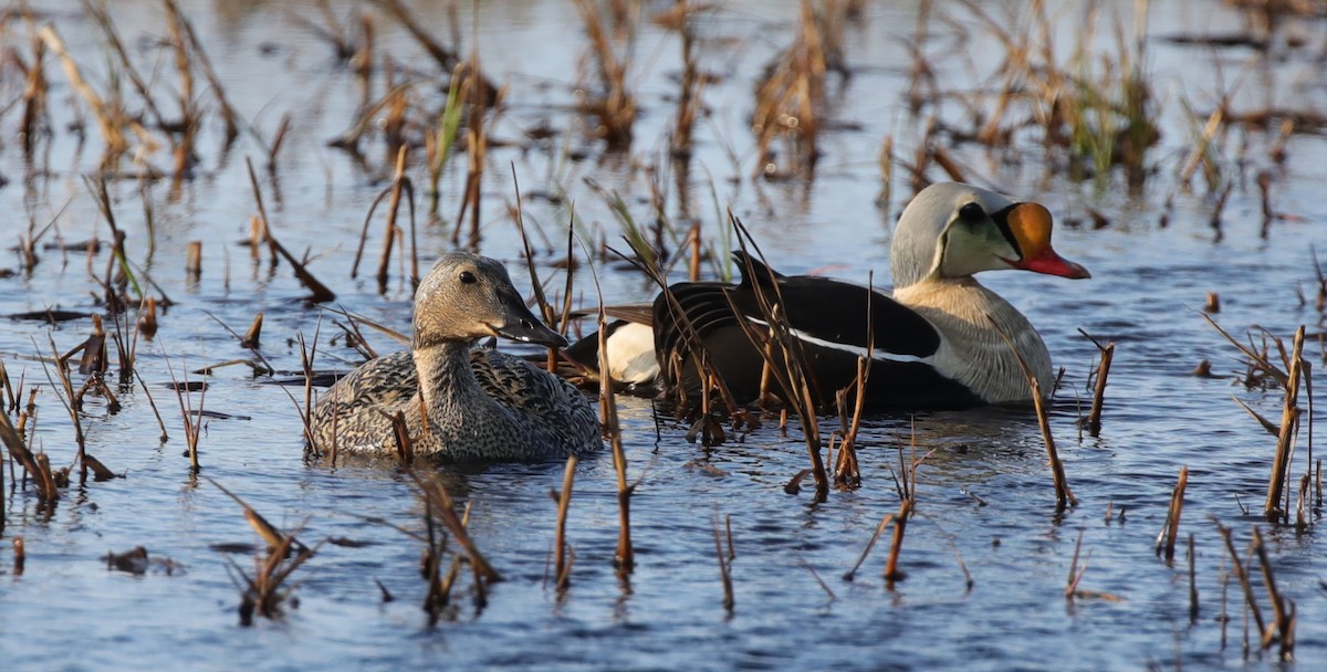King Eider - ML643186724