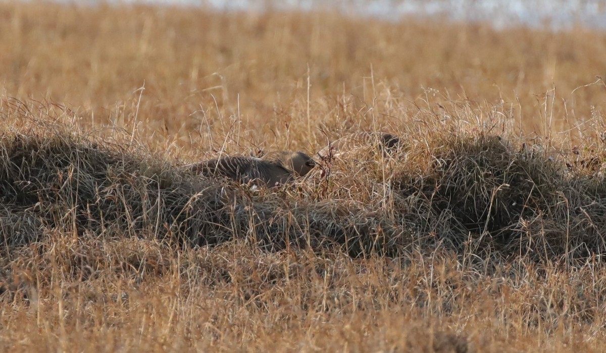 Greater White-fronted Goose - ML643186729