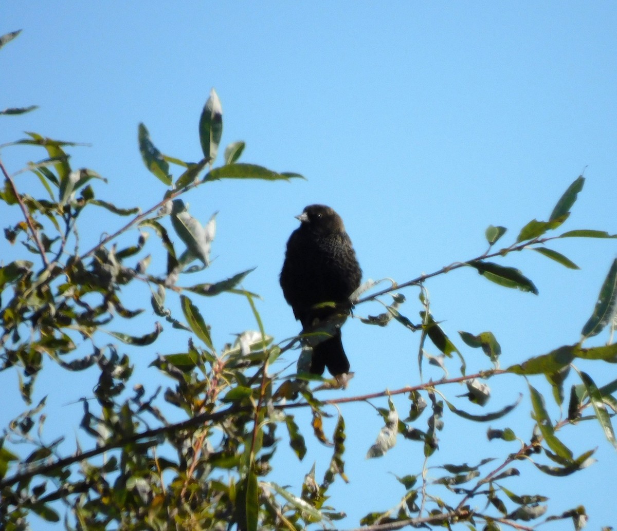 Brown-headed Cowbird - ML643186730