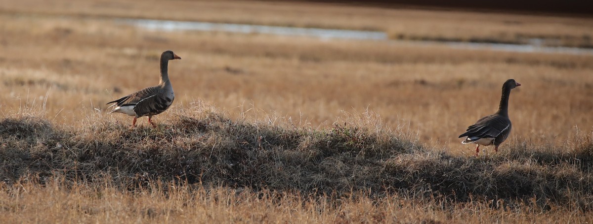 Greater White-fronted Goose - ML643186731
