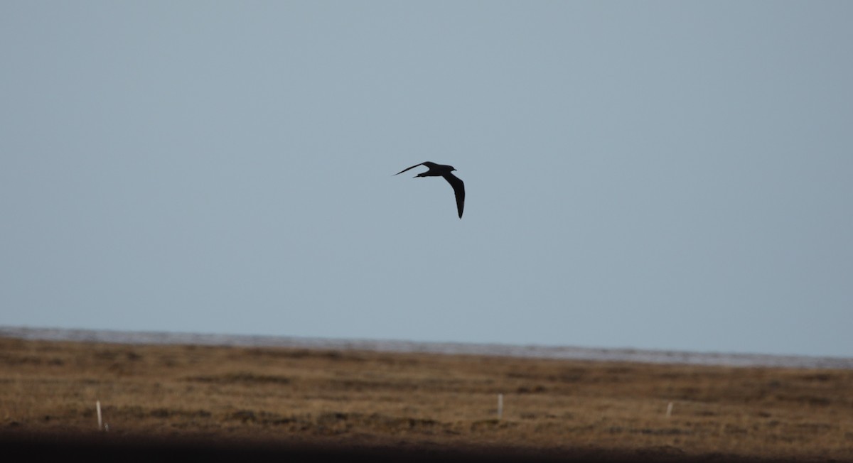 Parasitic Jaeger - ML643186737