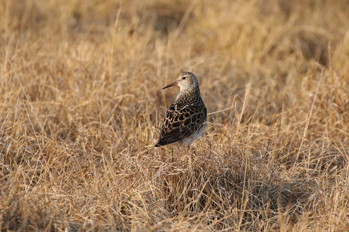 Pectoral Sandpiper - ML643186739