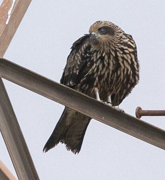 Black Kite (Black-eared) - ML643186740