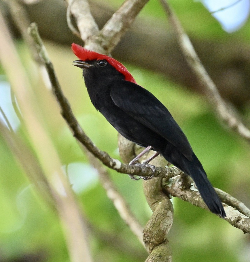 Helmeted Manakin - ML643186747