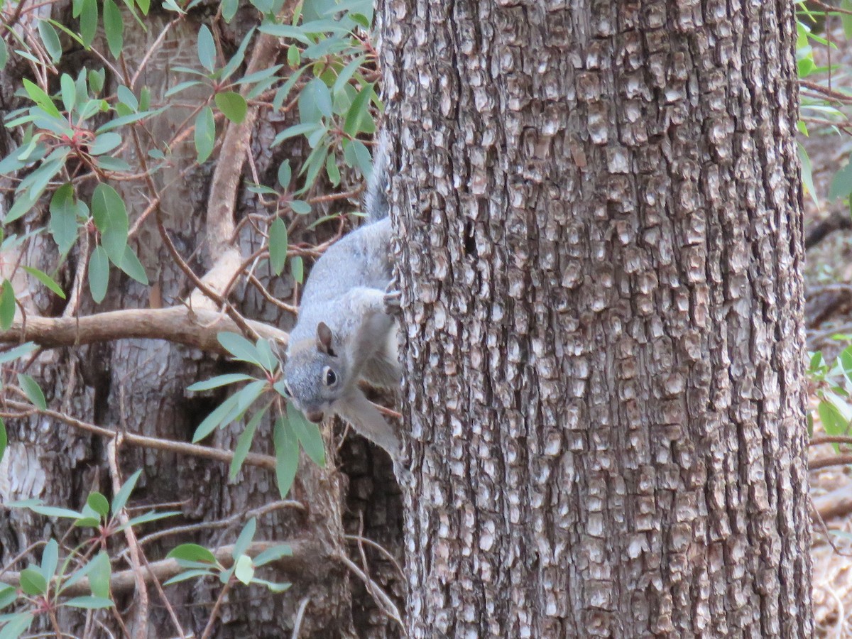 Arizona Gray Squirrel - ML643186750