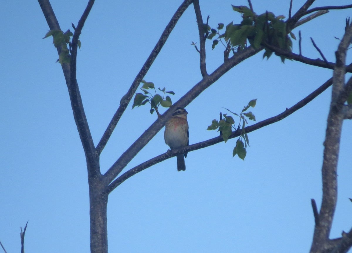 Rose-breasted Grosbeak - ML643186754
