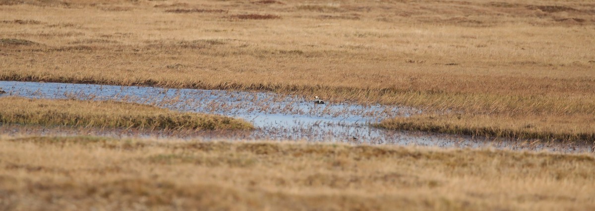 Spectacled Eider - ML643186756
