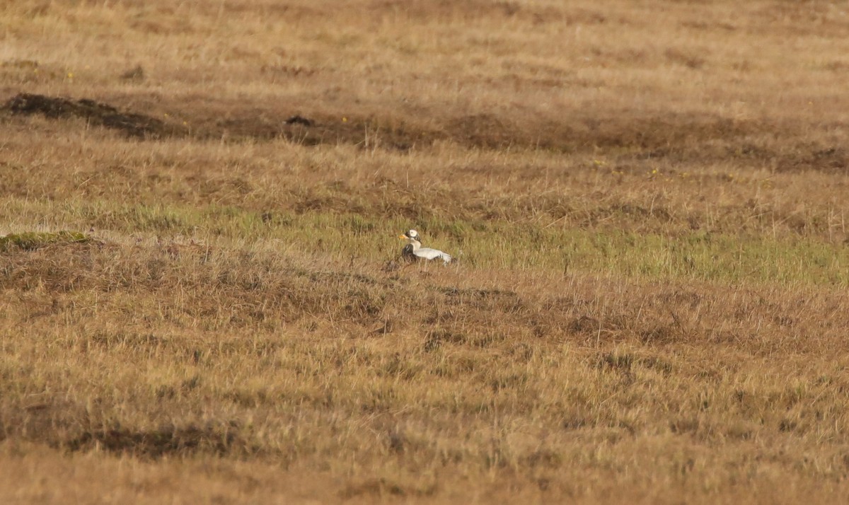 Spectacled Eider - ML643186760