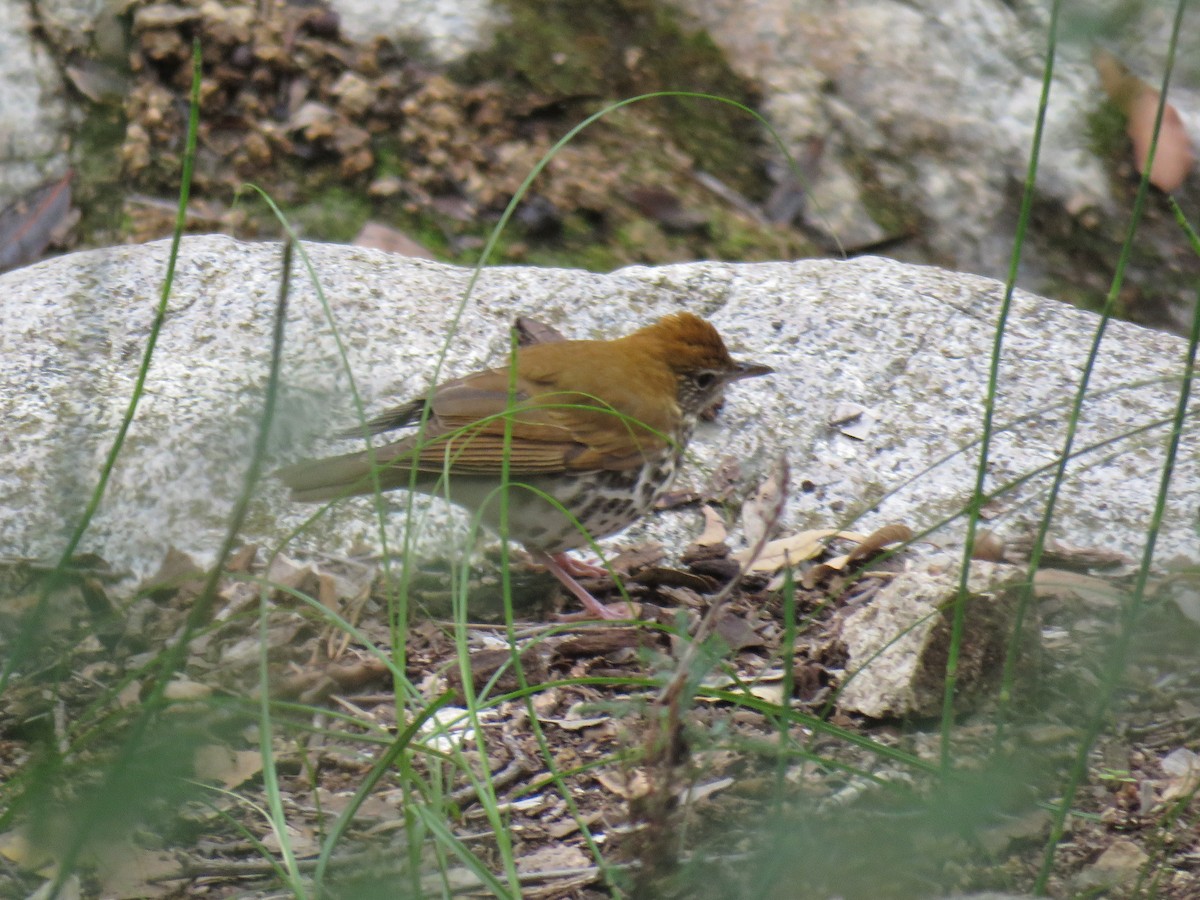 Wood Thrush - ML643186768