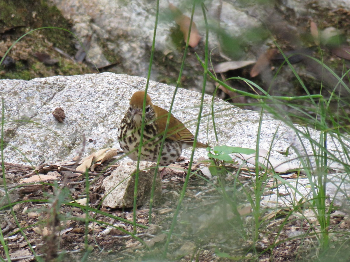 Wood Thrush - ML643186769
