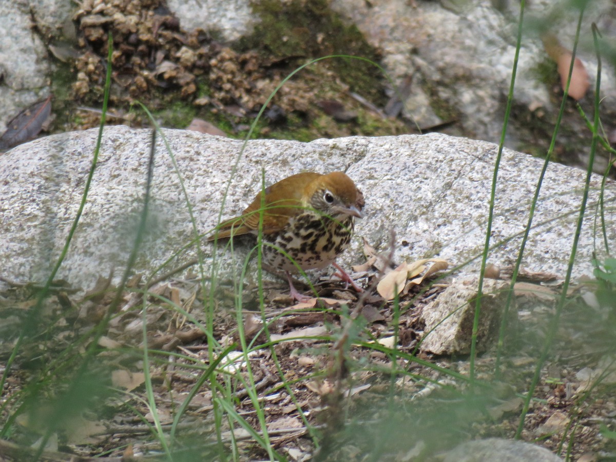 Wood Thrush - ML643186770