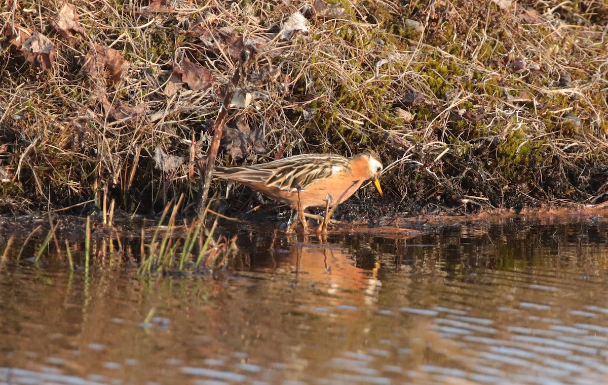 Red Phalarope - ML643186772