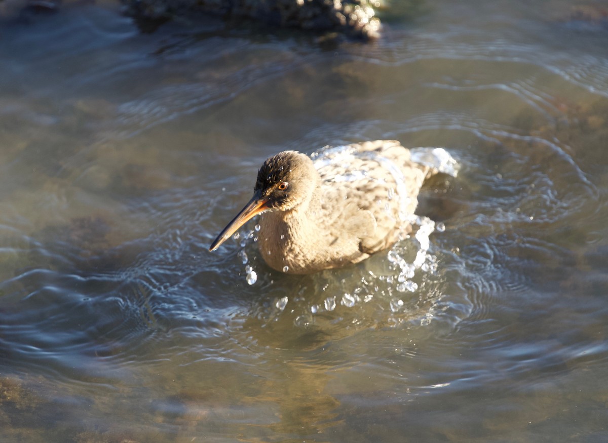 Ridgway's Rail (San Francisco Bay) - ML643186776