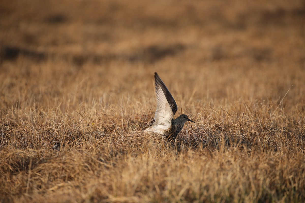 Pectoral Sandpiper - ML643186778