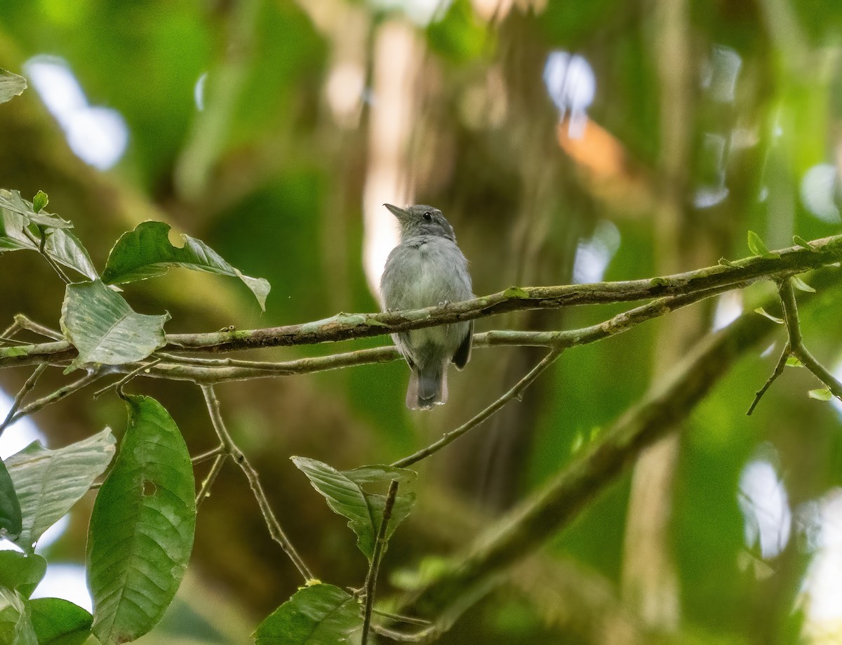Mouse-colored Antshrike - ML643186784