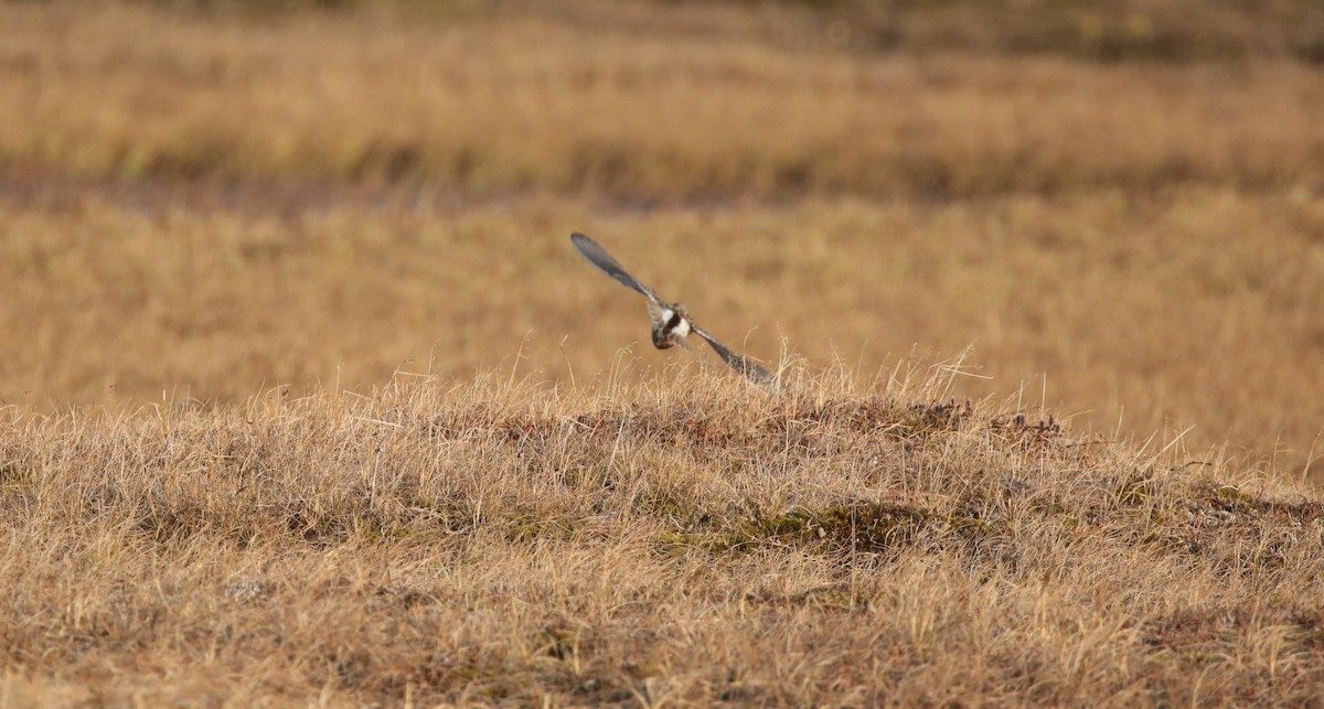Pectoral Sandpiper - ML643186789