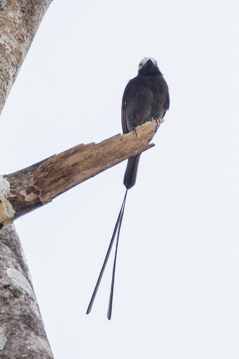 Long-tailed Tyrant - ML643186798