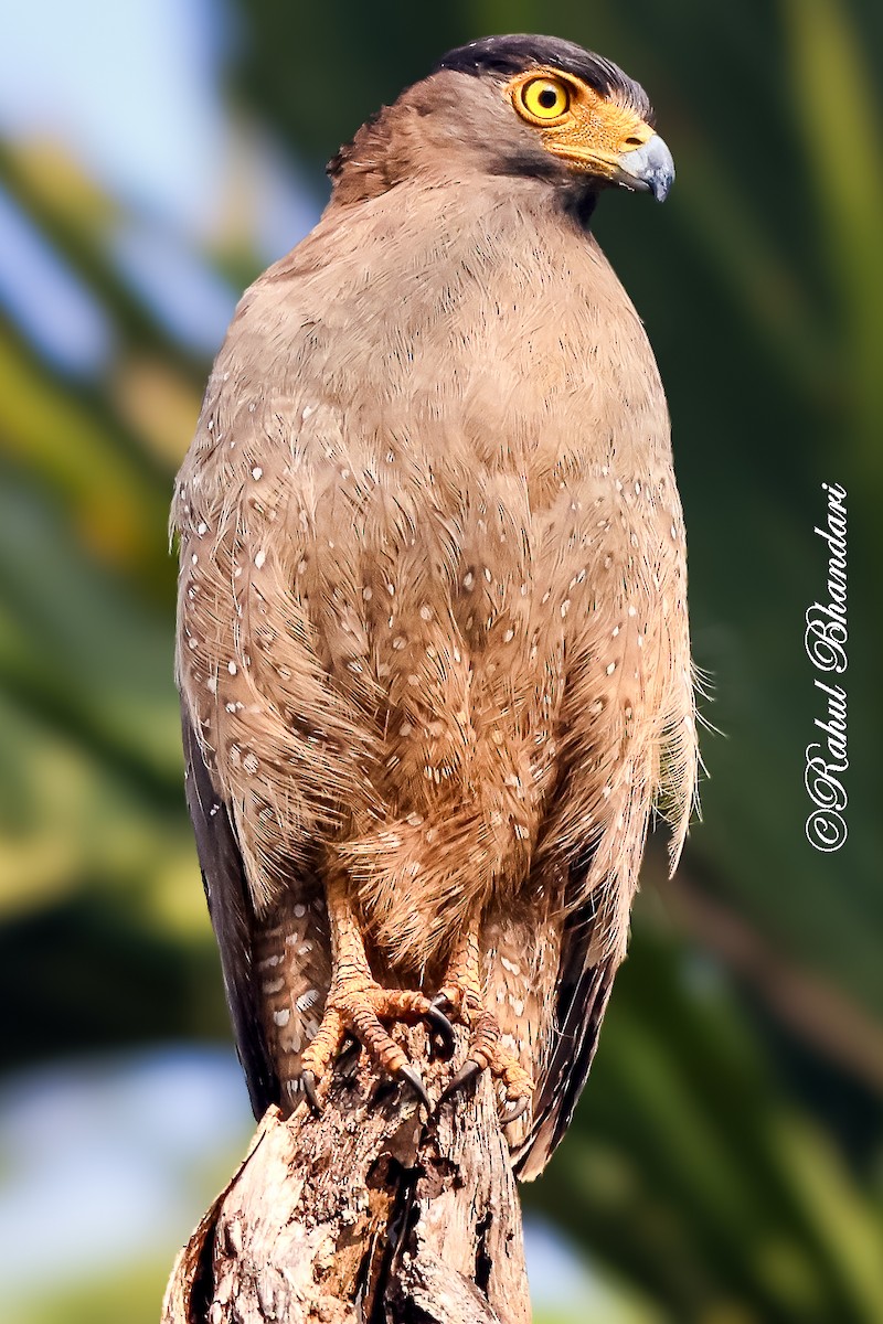 Crested Serpent-Eagle - ML643186802