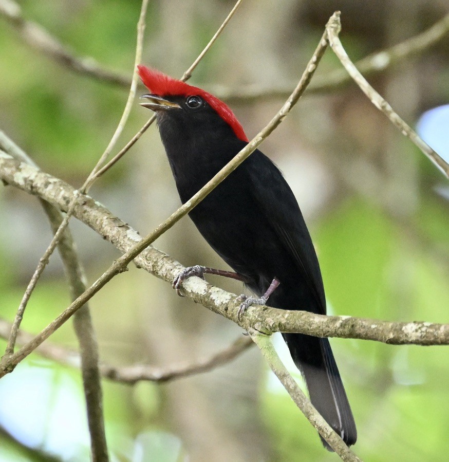 Helmeted Manakin - ML643186803
