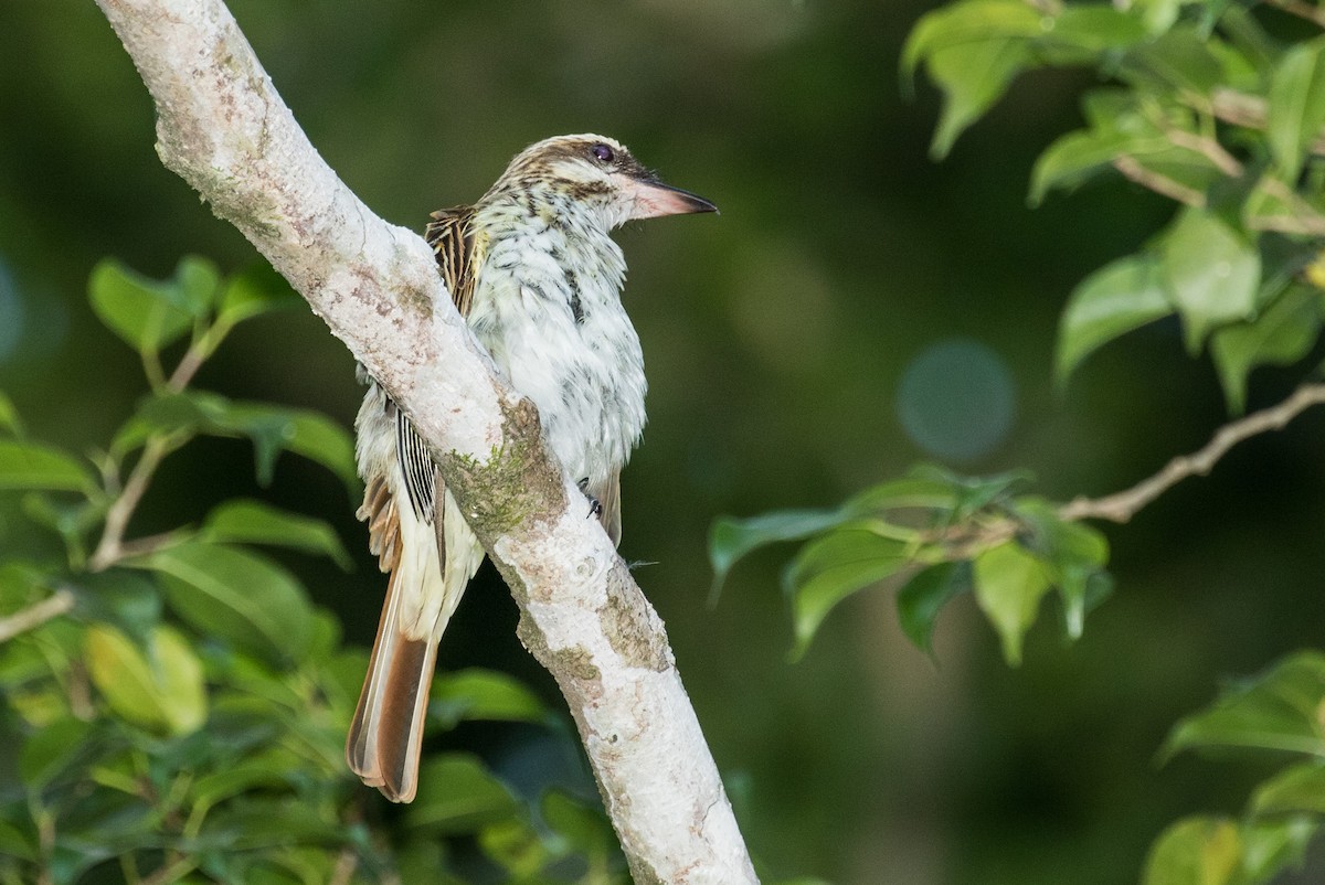 Streaked Flycatcher - ML643186804