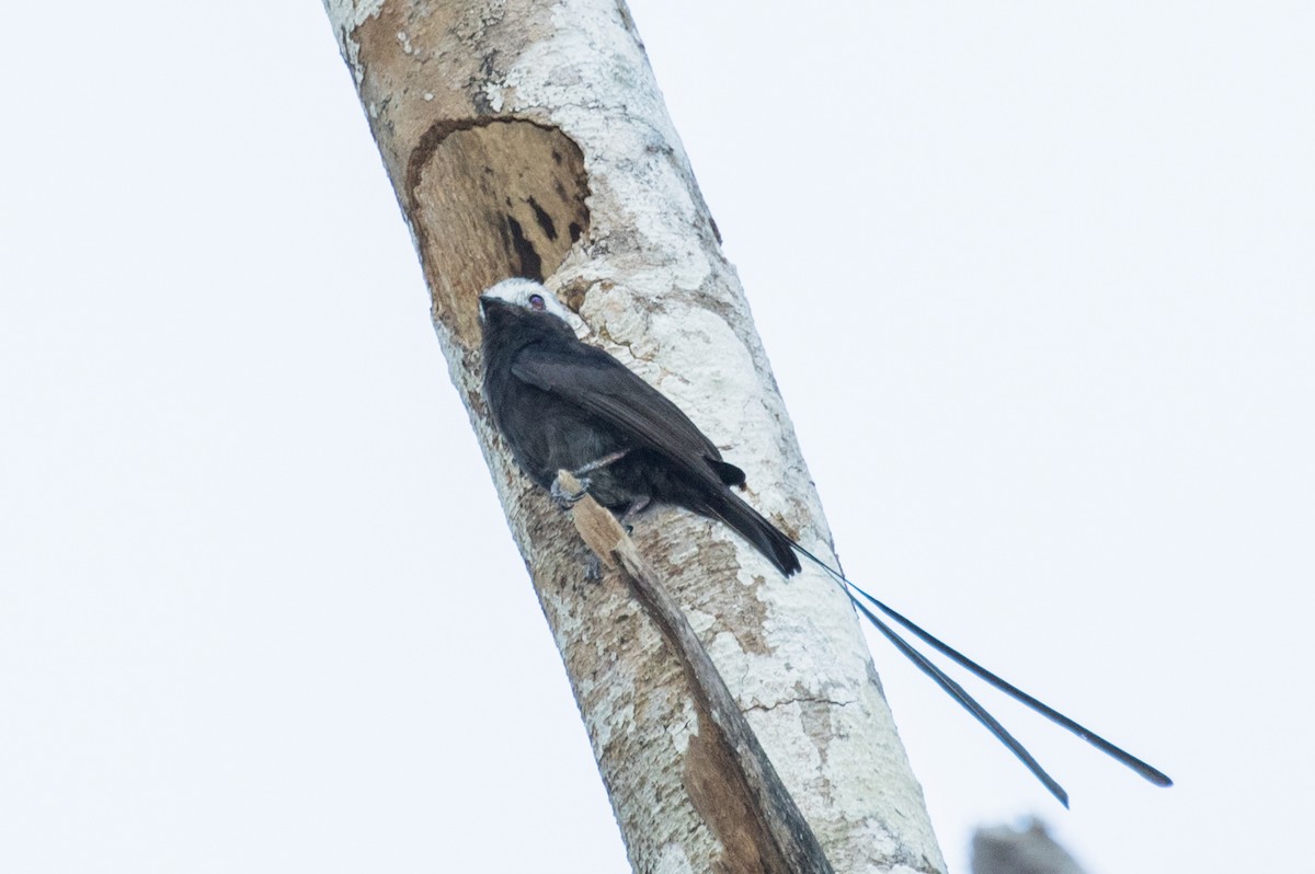 Long-tailed Tyrant - ML643186805