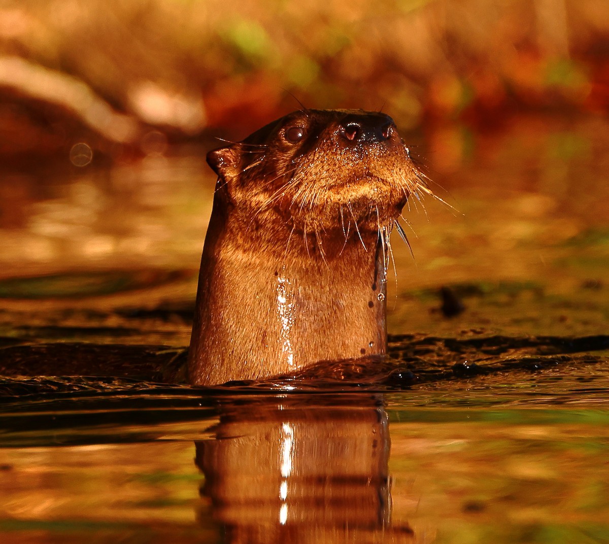North American River Otter - ML643186814