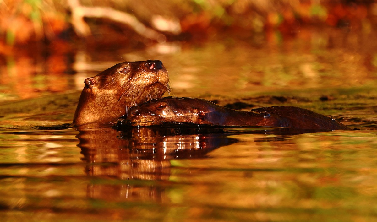 North American River Otter - ML643186815