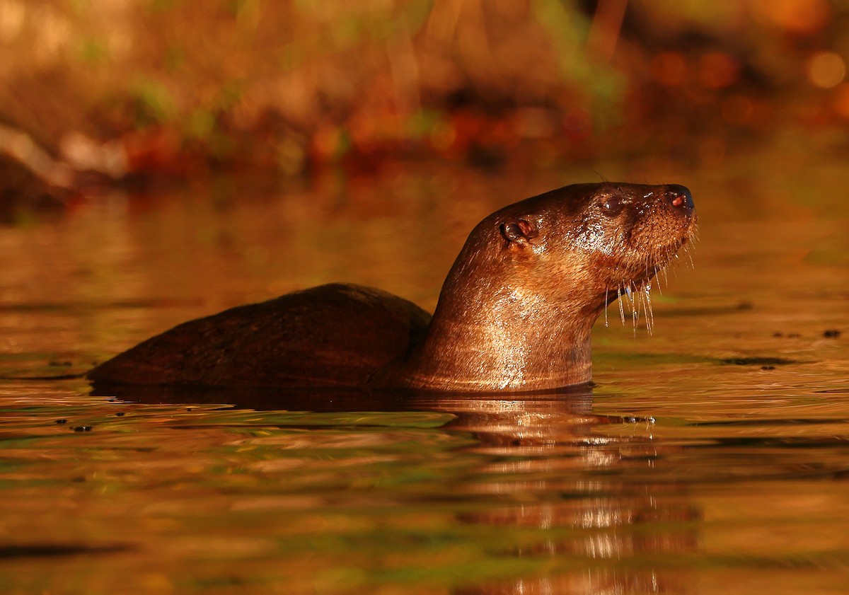 North American River Otter - ML643186816