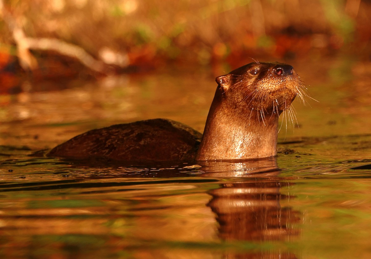 North American River Otter - ML643186817