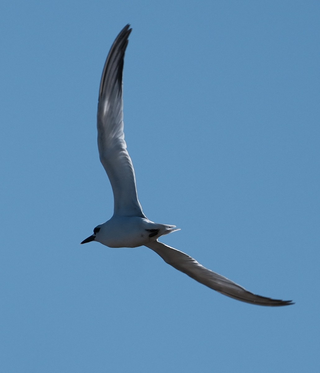 Snowy-crowned Tern - ML643186821