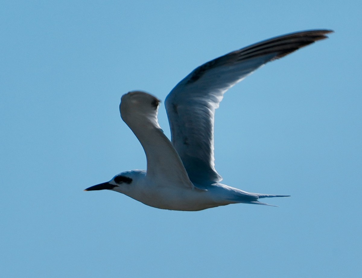 Snowy-crowned Tern - ML643186823