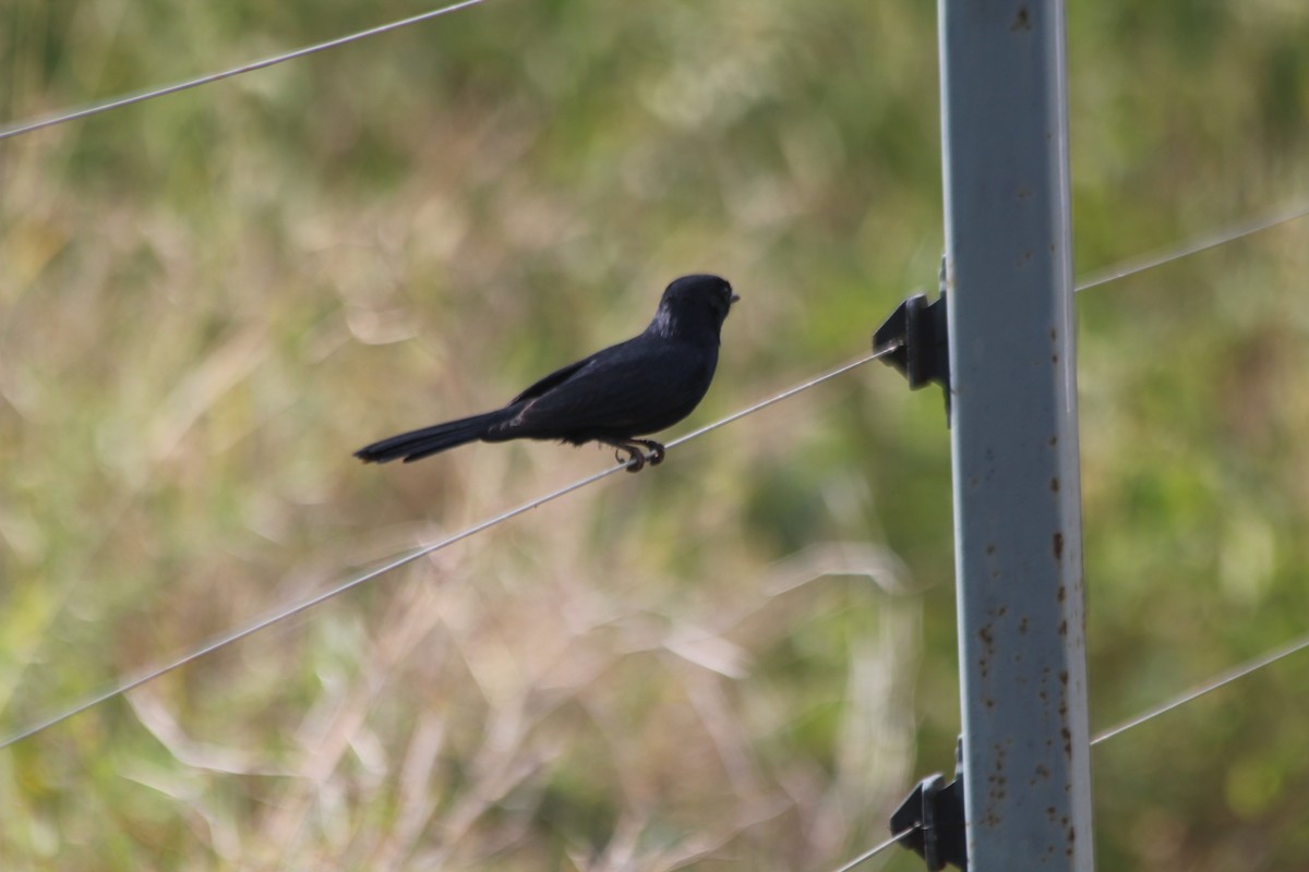 Southern Black-Flycatcher - ML643186862