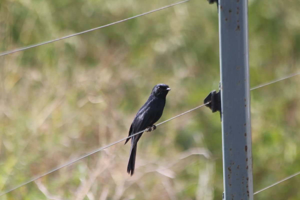 Southern Black-Flycatcher - ML643186863