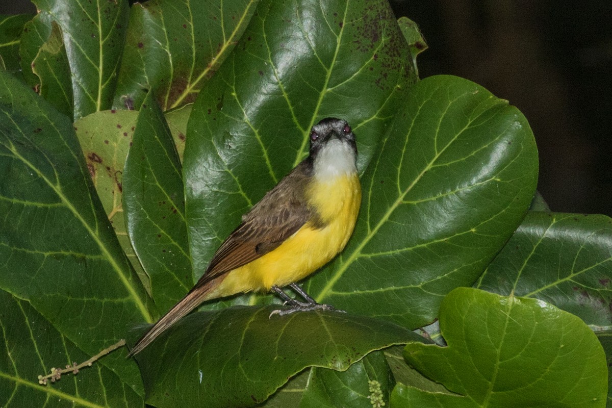 Lesser Kiskadee - ML643186864