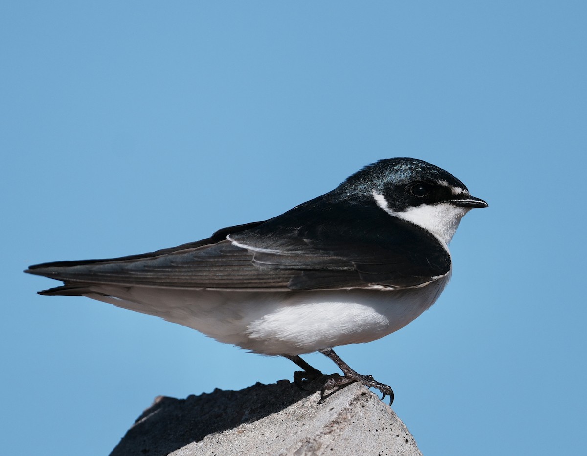 White-rumped Swallow - ML643186869
